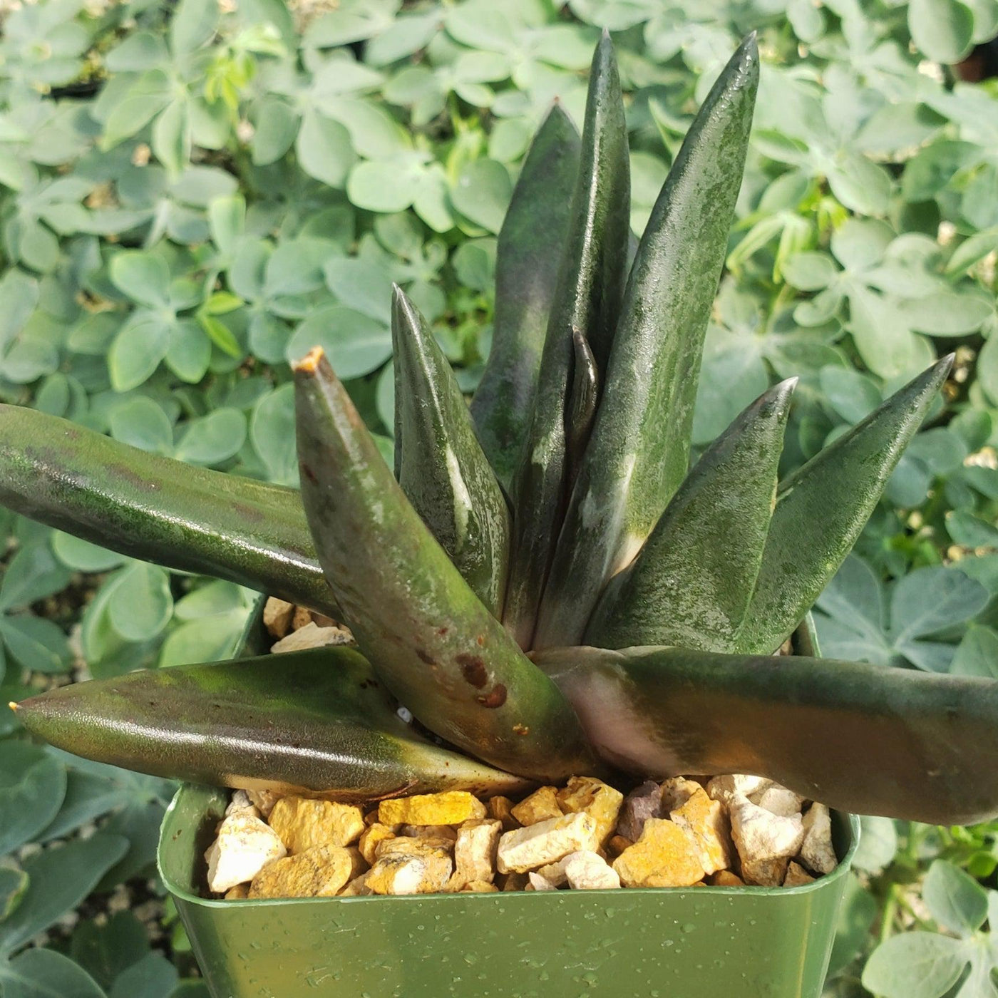 dark green pointy succulent Gasteria nigricans monstrose - Order Online