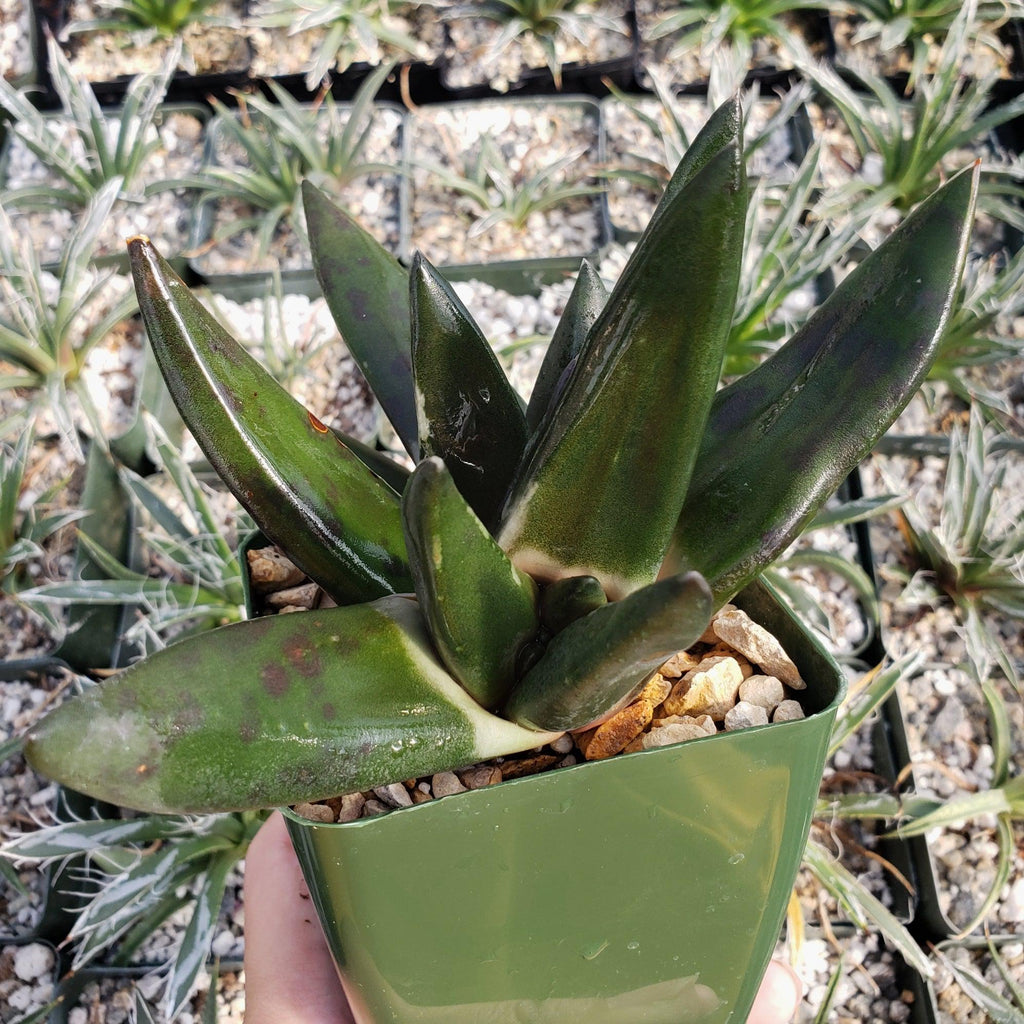 Gasteria nigricans monstrose