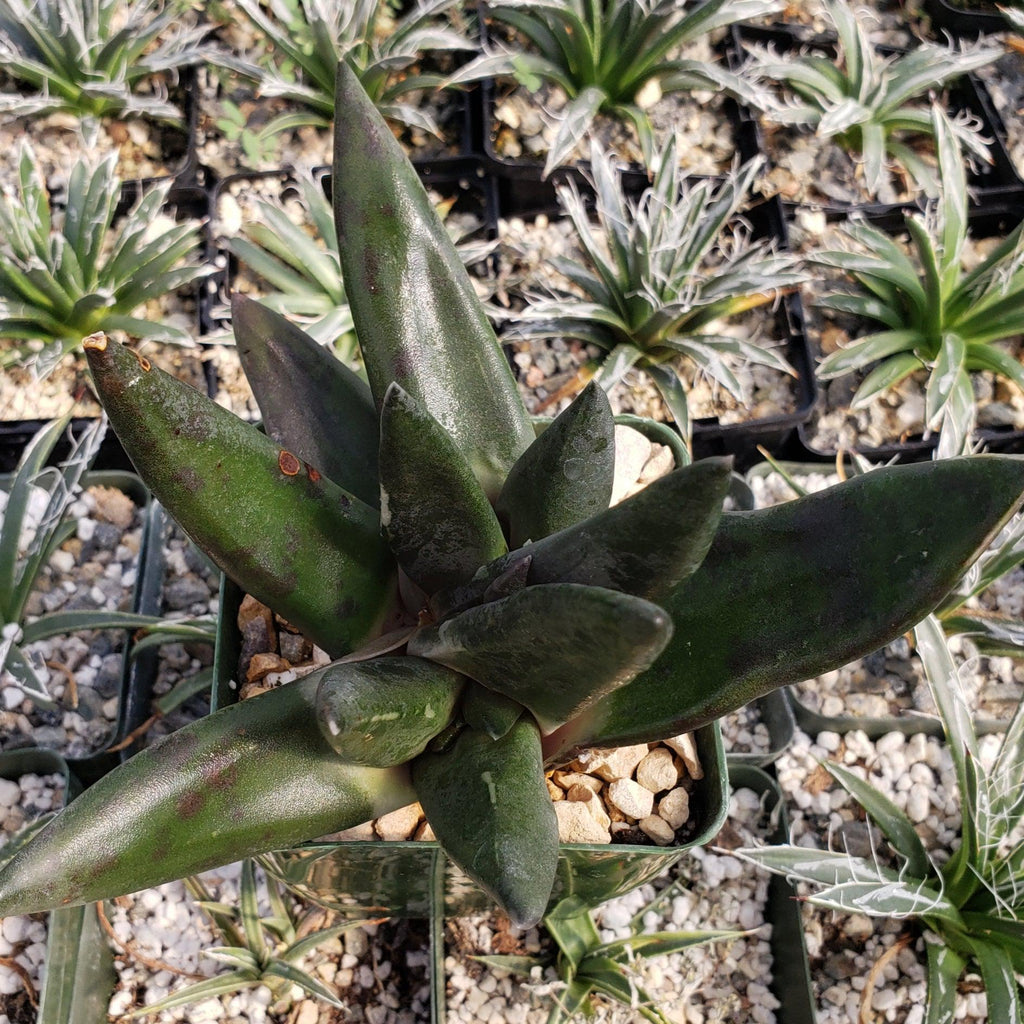 Gasteria nigricans monstrose