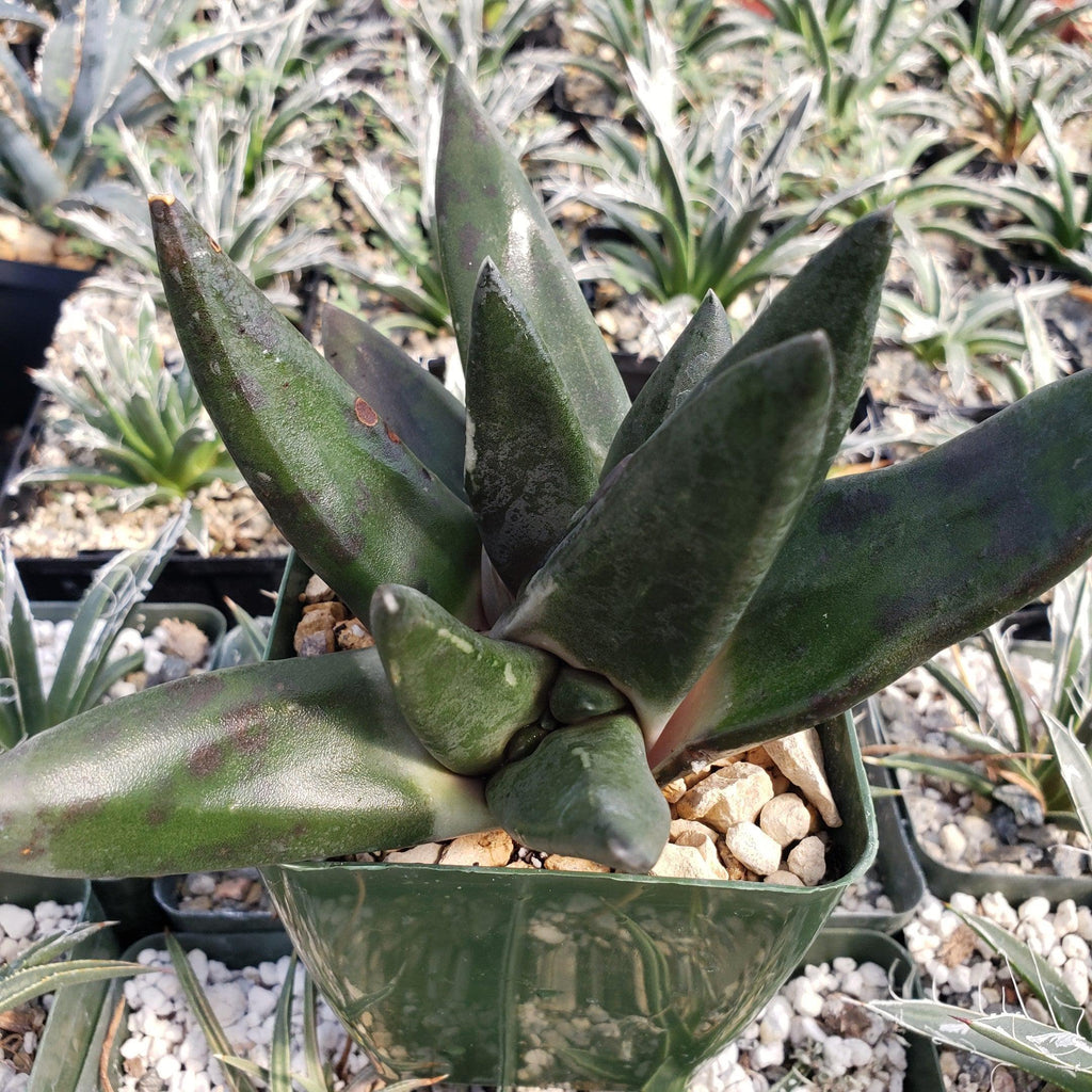Gasteria nigricans monstrose