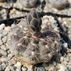 Gymnocalycium morroense