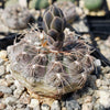 Gymnocalycium morroense