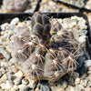 Gymnocalycium morroense