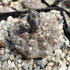 Gymnocalycium morroense