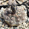 Gymnocalycium morroense