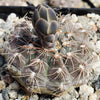 Gymnocalycium morroense