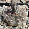 Gymnocalycium morroense