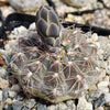 Gymnocalycium morroense