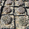 Gymnocalycium morroense