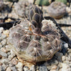 Gymnocalycium morroense