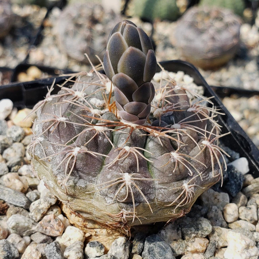 Gymnocalycium morroense