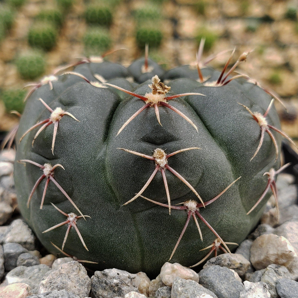 Gymnocalycium schroederianum bossii