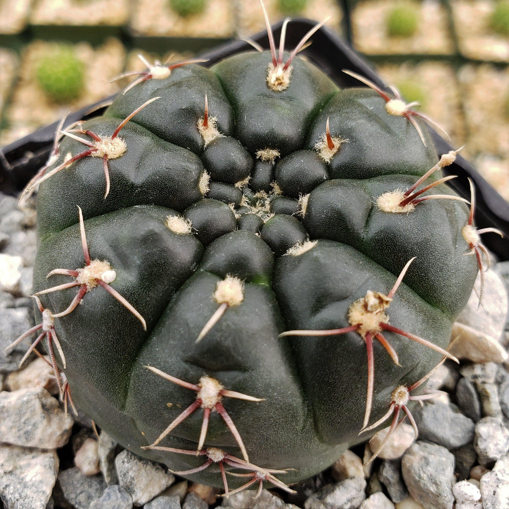 Gymnocalycium schroederianum bossii