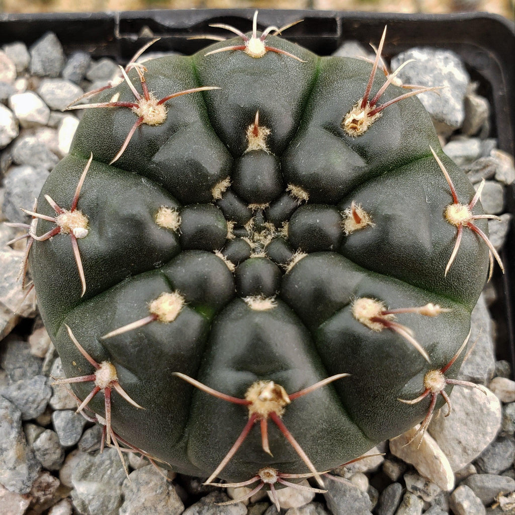Gymnocalycium schroederianum bossii