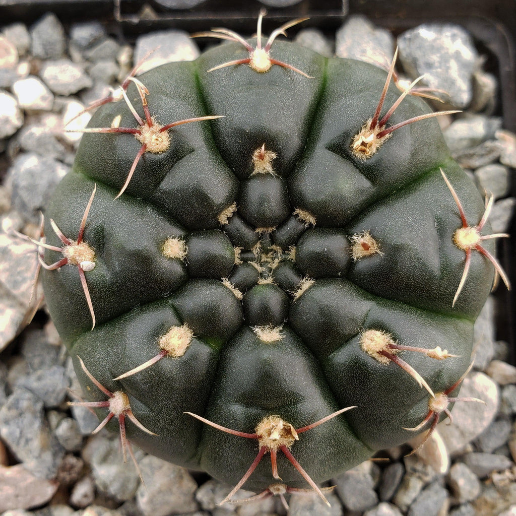 Gymnocalycium schroederianum bossii