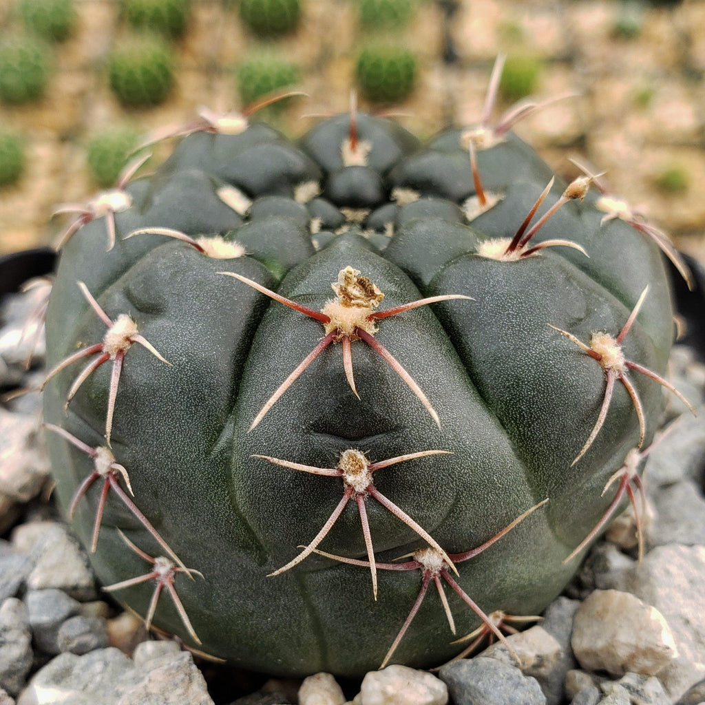 Gymnocalycium schroederianum bossii