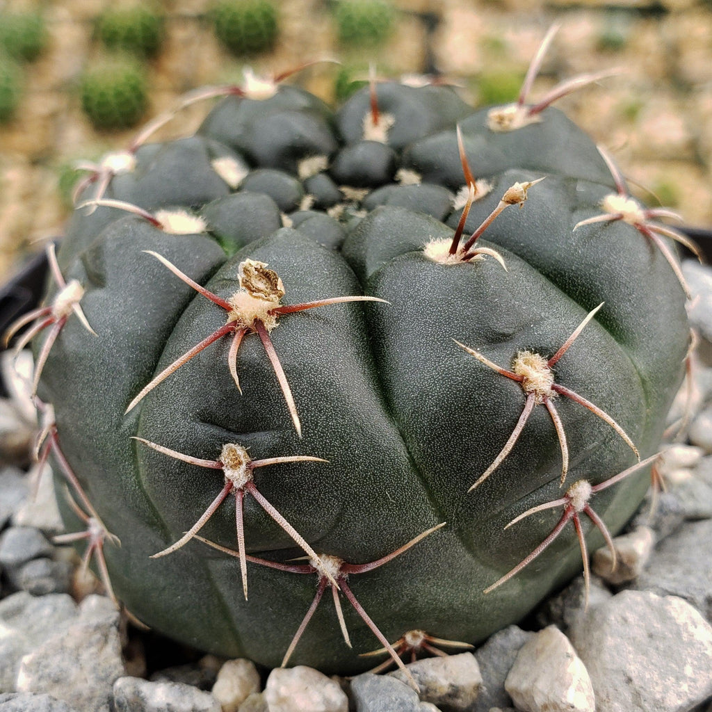 Gymnocalycium schroederianum bossii