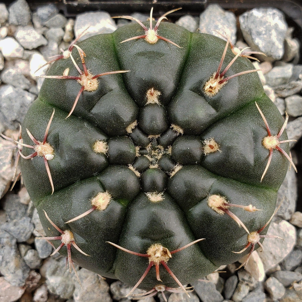 Gymnocalycium schroederianum bossii