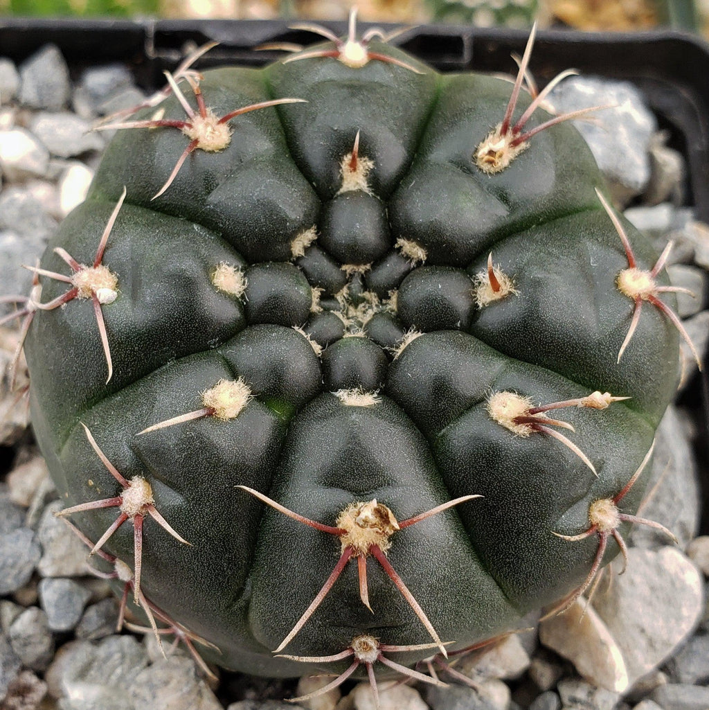Gymnocalycium schroederianum bossii