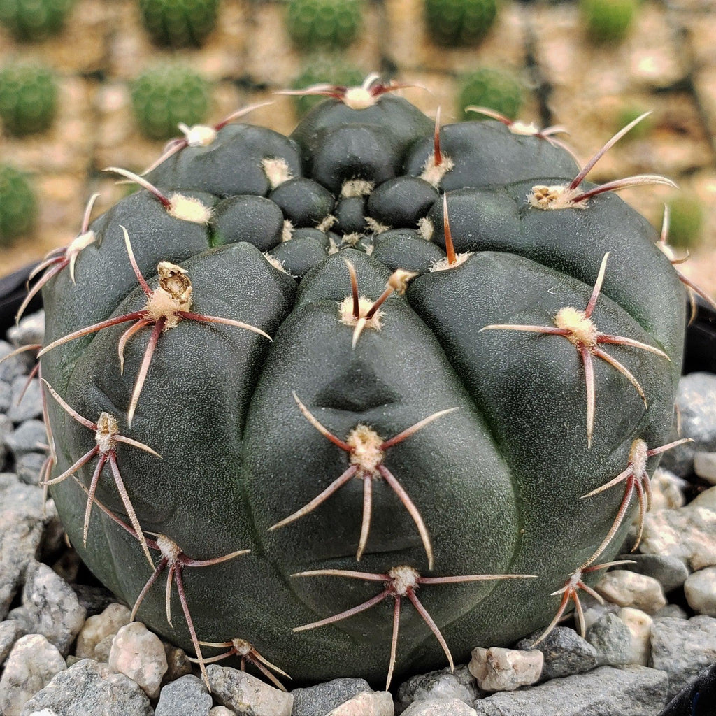 Gymnocalycium schroederianum bossii