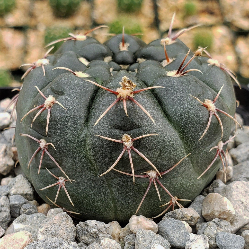 Gymnocalycium schroederianum bossii