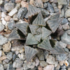 Haworthia emelyae var. major