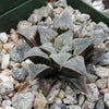 Haworthia emelyae var. major