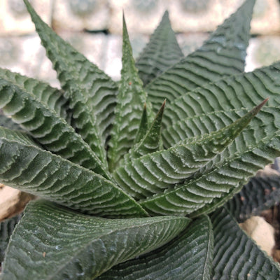 Haworthia limifolia spiralis