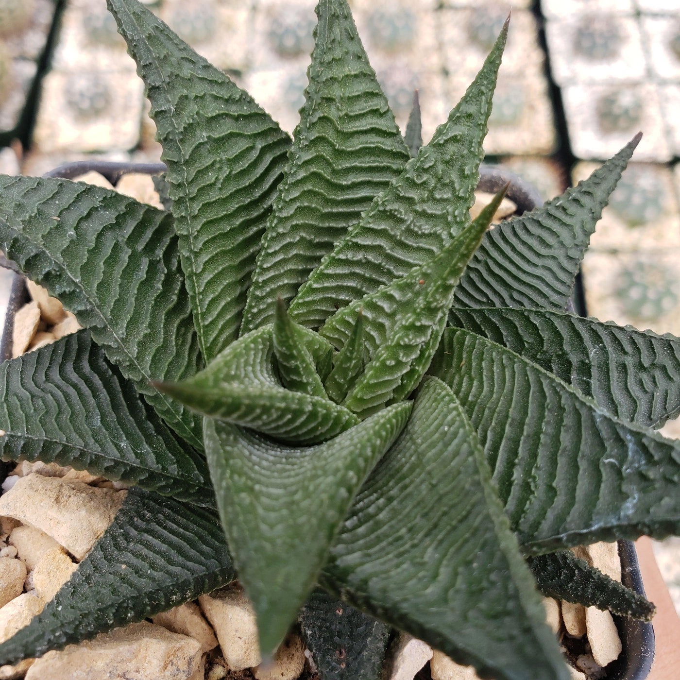 haworthia angustifolia var. altissima Haworthia limifolia spiralis