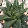 Haworthia limifolia spiralis