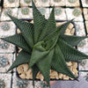 Haworthia limifolia spiralis