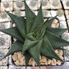 Haworthia limifolia spiralis