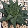 Haworthia limifolia spiralis