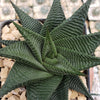 Haworthia limifolia spiralis