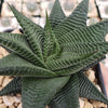 Haworthia limifolia spiralis