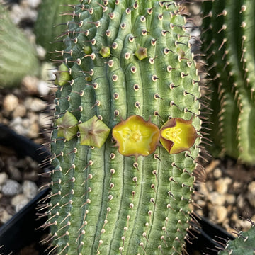 succulents with thorns bud shape leaves Hoodia flava