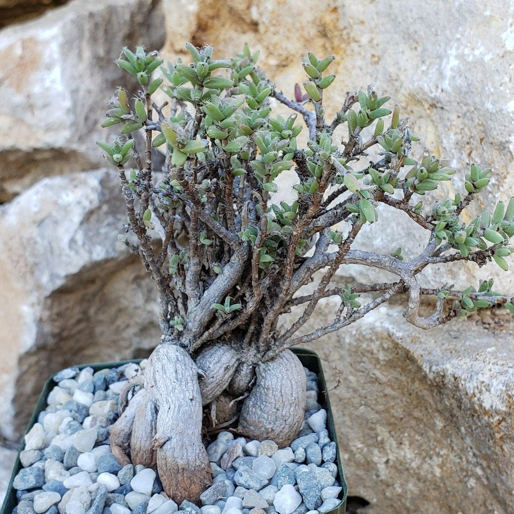 Tricodiadema bulbosom