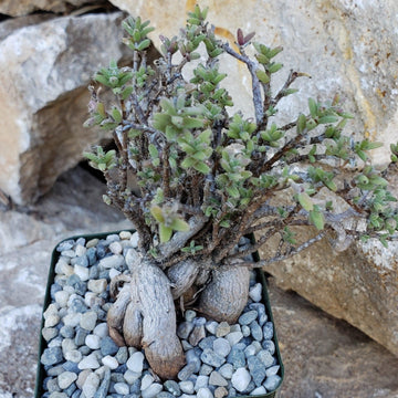 african bonsai succulent Trichodiadema bulbosom