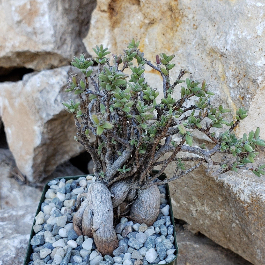 Tricodiadema bulbosom