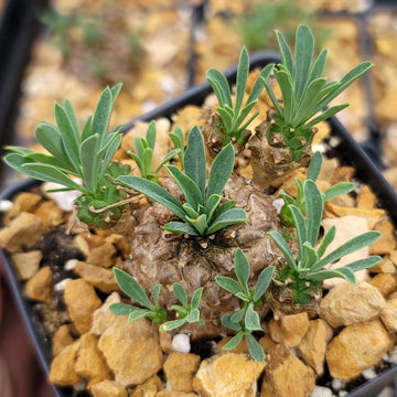 pineapple head succulent Euphorbia japonica – Planet Desert