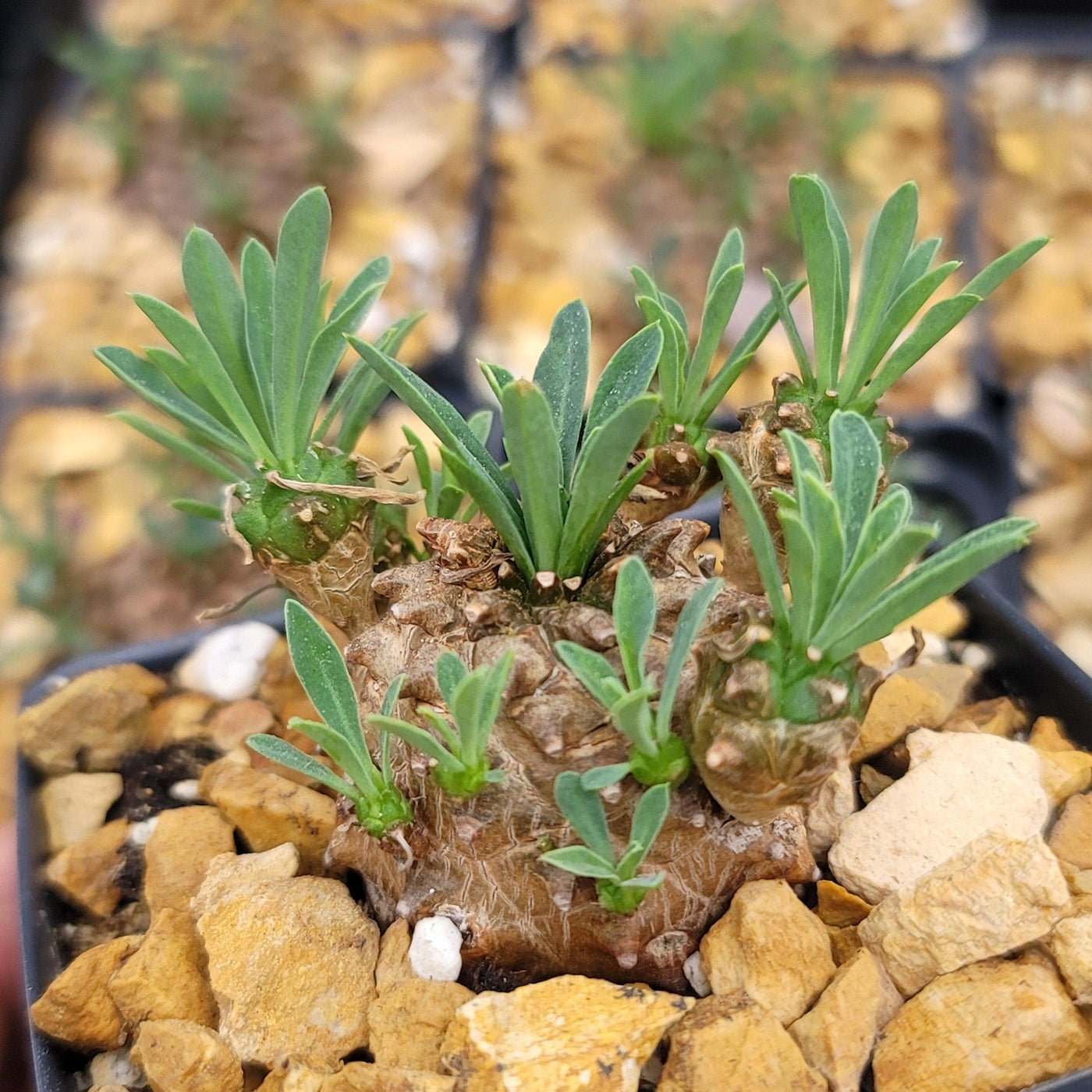 Euphorbia japonica