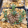 Euphorbia japonica