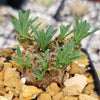 Euphorbia japonica