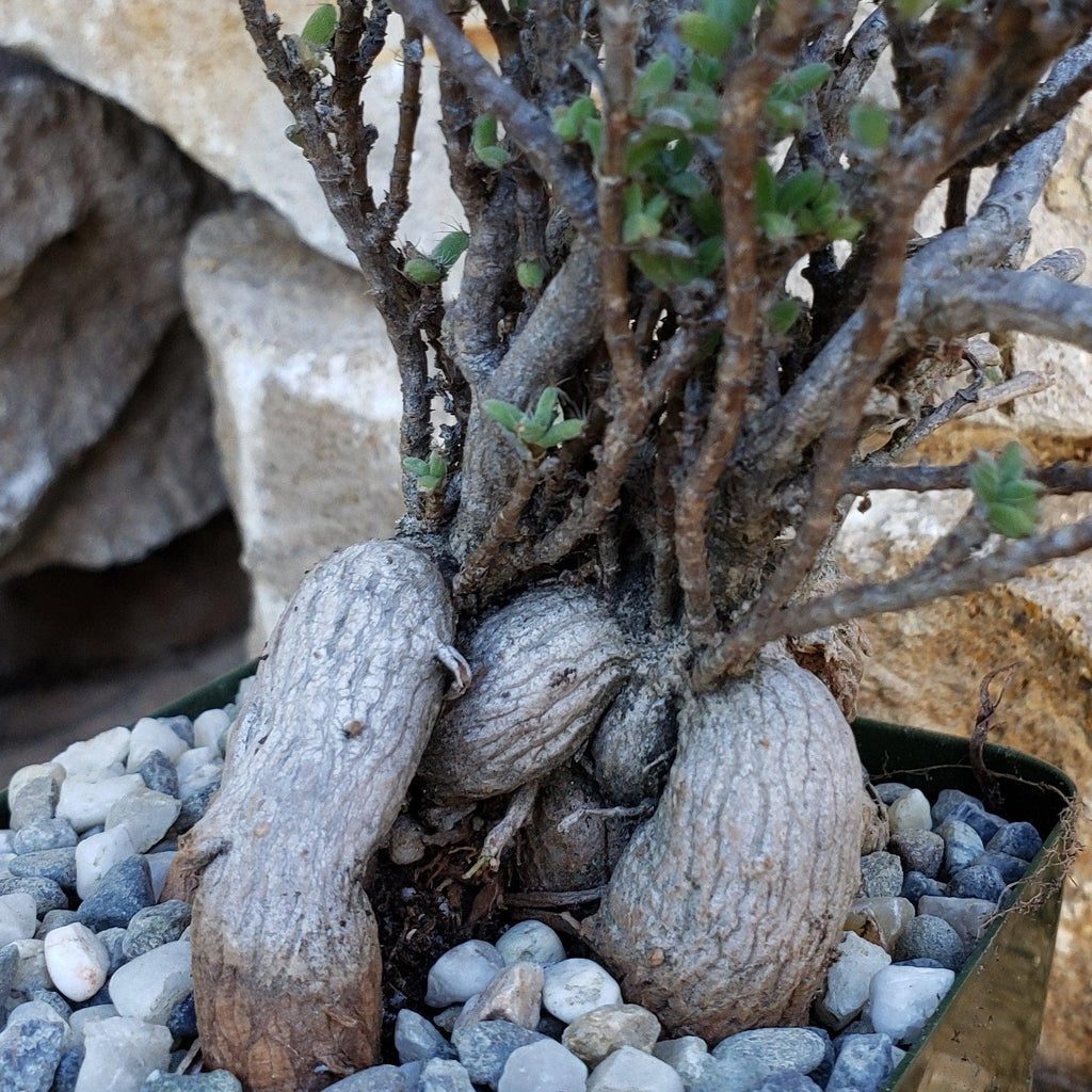 Tricodiadema bulbosom