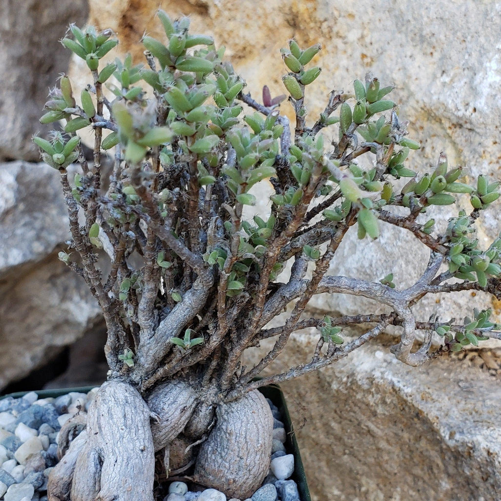 Tricodiadema bulbosom