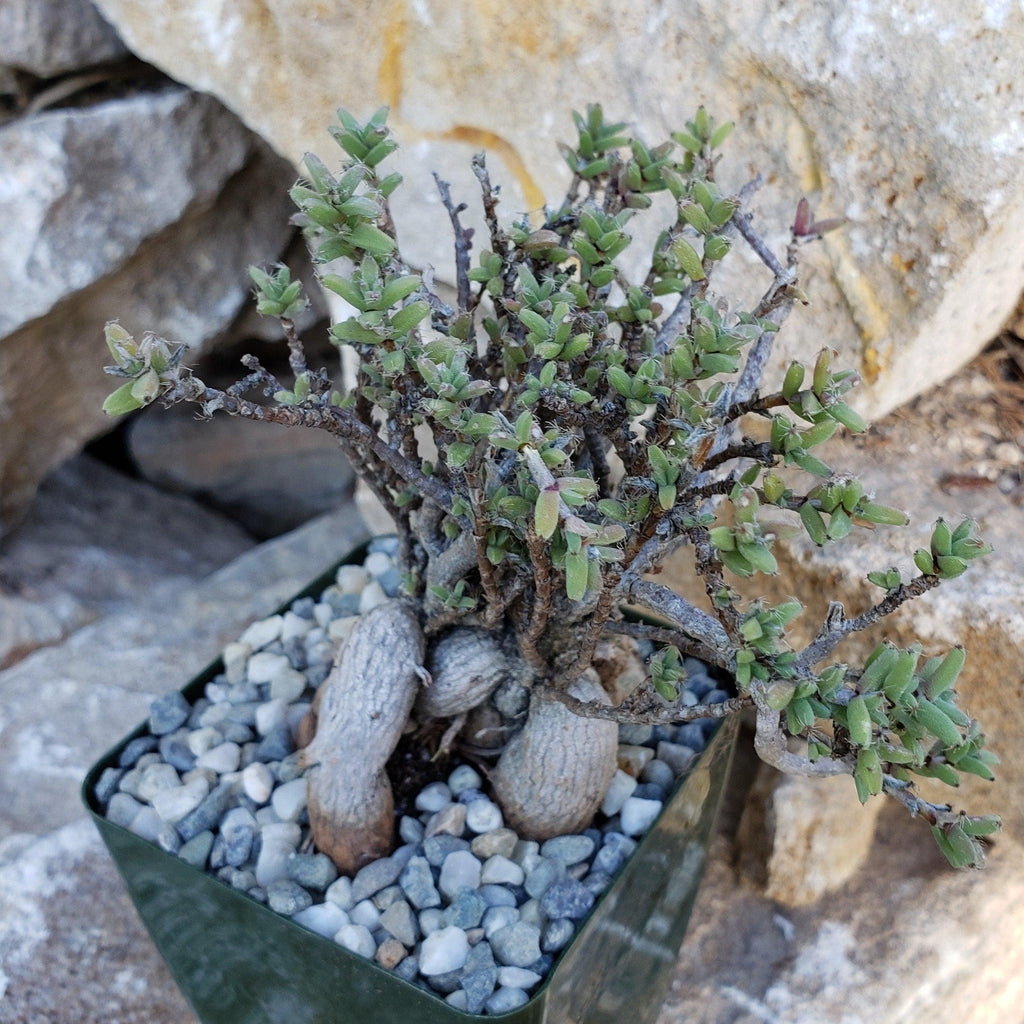 Tricodiadema bulbosom