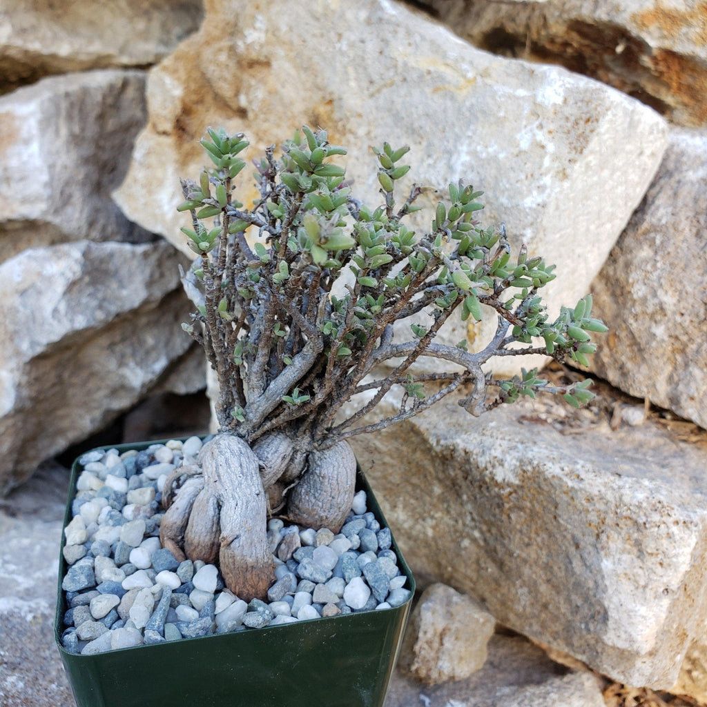 Tricodiadema bulbosom