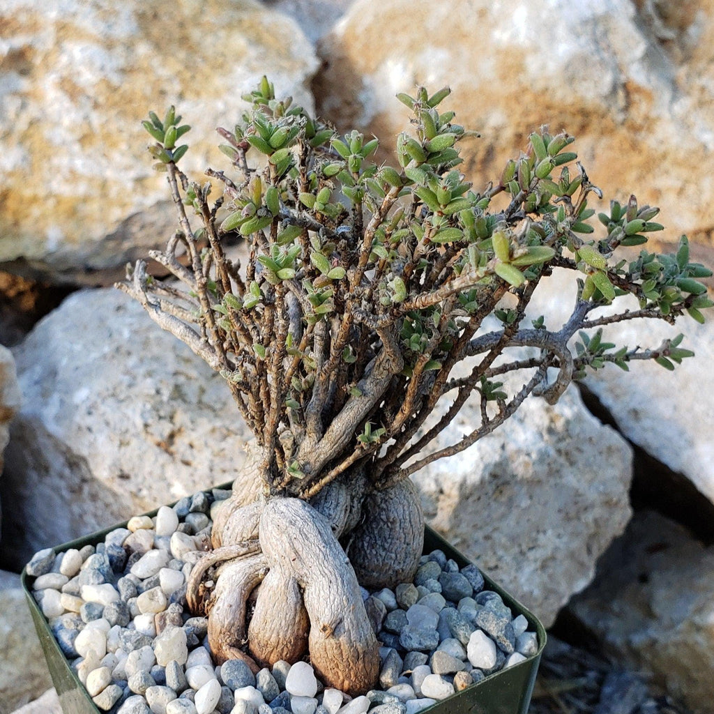 Tricodiadema bulbosom