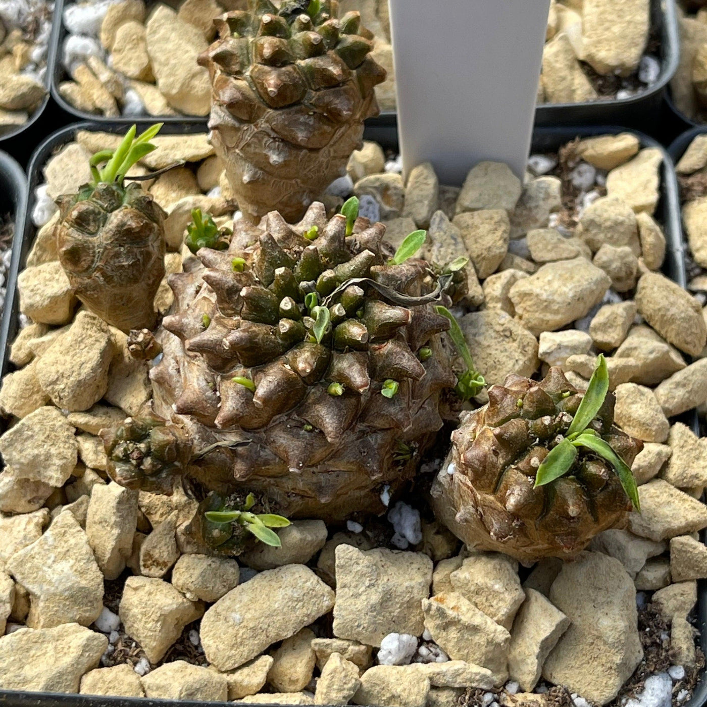 japonica succulent Euphorbia japonica – Planet Desert
