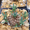 Euphorbia japonica